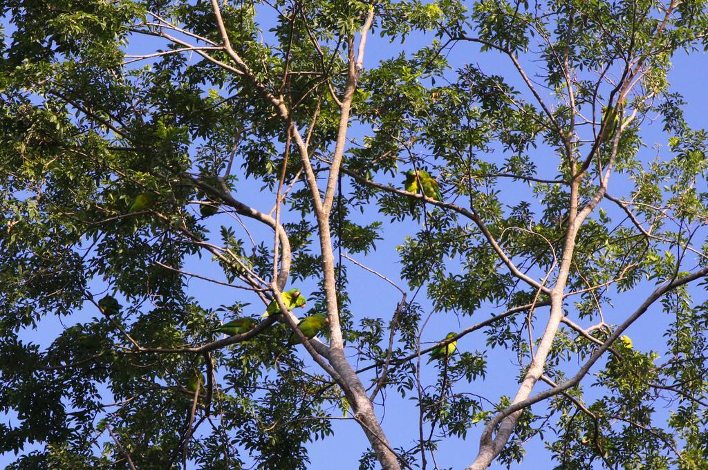 La Colina Pura Vista Bed and breakfast Playa Bejuco (Guanacaste)